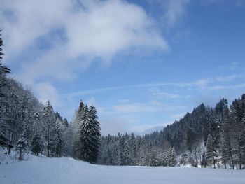 Trees on snow covered landscape against sky