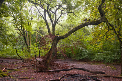 Trees in forest