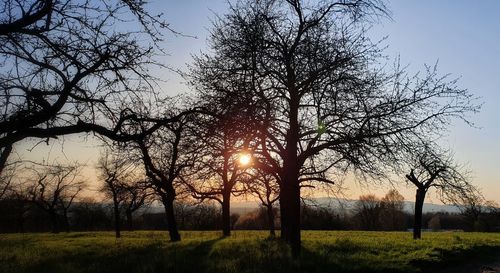 Bare trees on field against sky during sunset