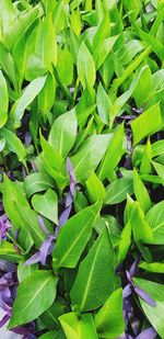 Full frame shot of green leaves
