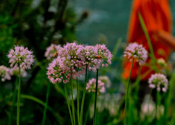 Close-up of purple flowering plants on field