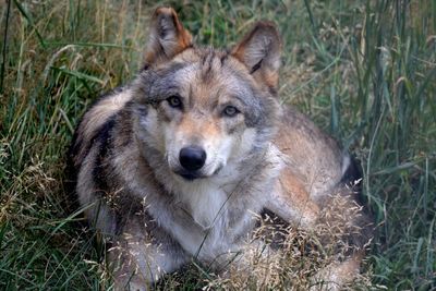 Close-up portrait of dog on grass