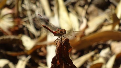 Close-up of dragonfly on plant