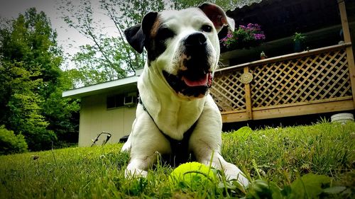 Dog with flowers on grass