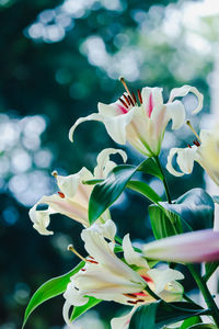 Close-up of white flowers blooming outdoors