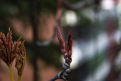 Close-up of red flowering plant