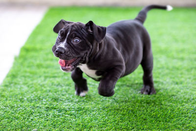 Black dog running on grassy field