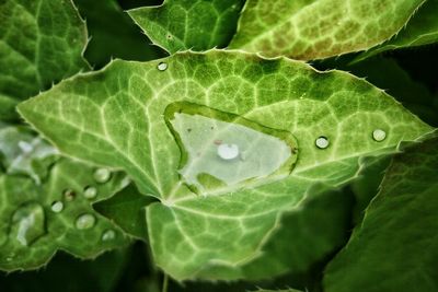 Close-up of leaves on leaf