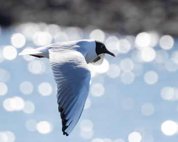 Close-up of bird flying