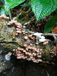 Close-up of mushrooms growing on tree trunk