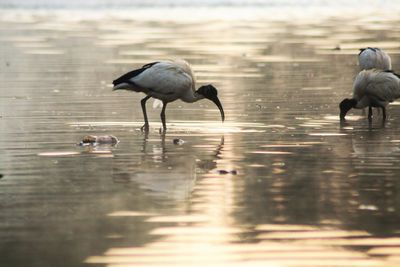 Birds in water