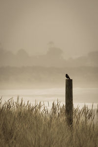 Bird perching on wooden post at beach