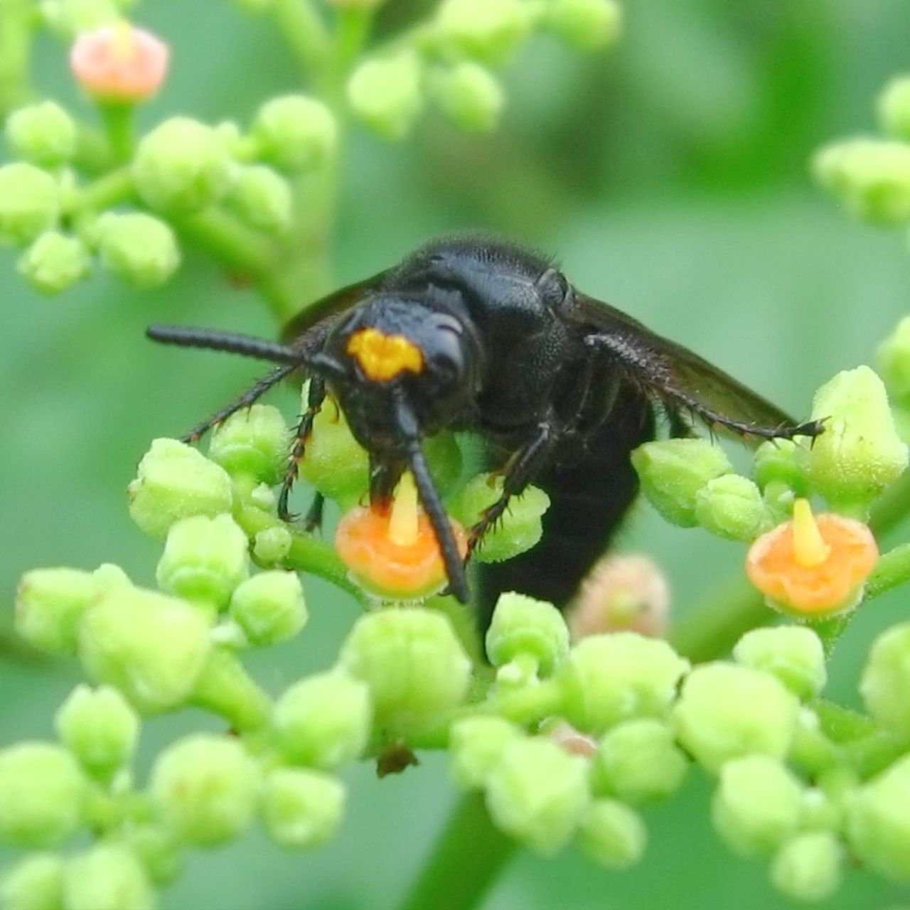 one animal, animal themes, animals in the wild, wildlife, focus on foreground, close-up, perching, bird, leaf, green color, nature, branch, selective focus, yellow, beauty in nature, full length, insect, growth, day, outdoors