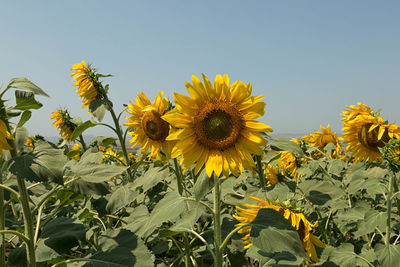 Close-up of sunflower blooming in field