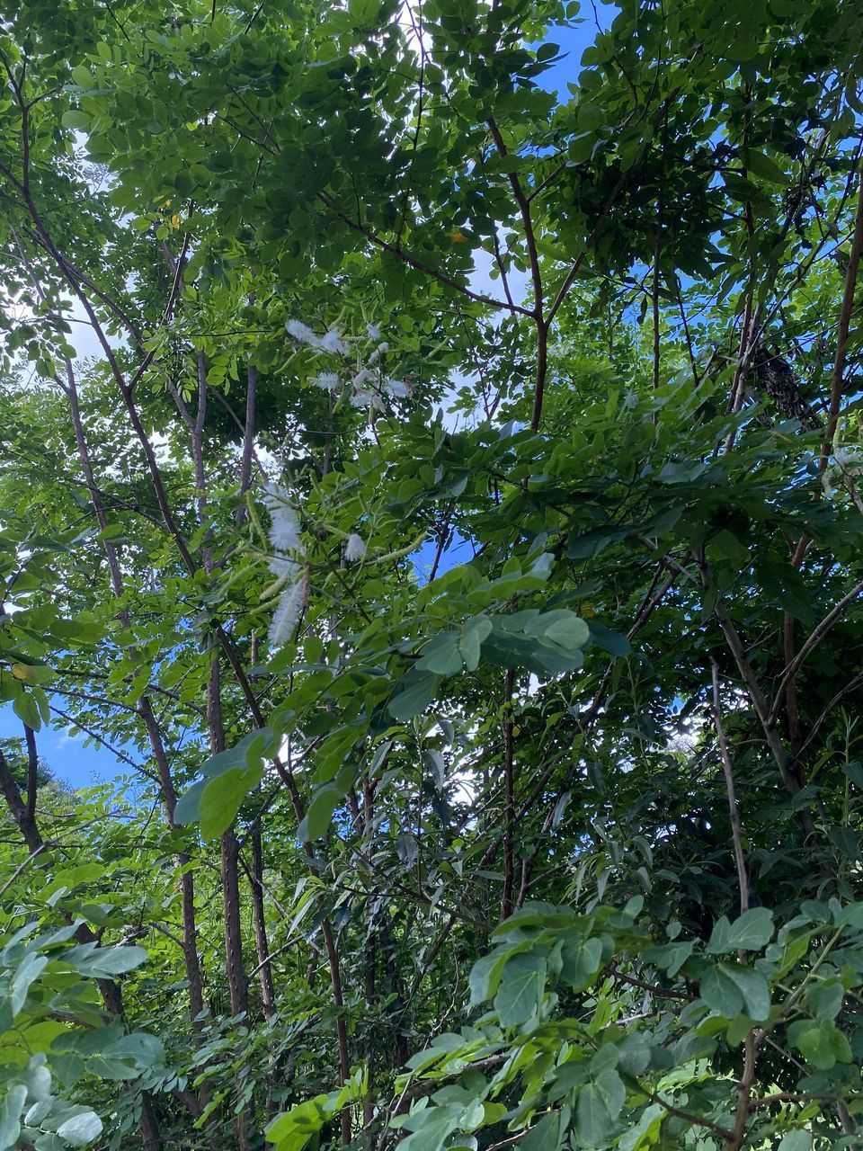 LOW ANGLE VIEW OF TREES GROWING IN FOREST