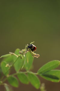 Close-up of insect on plant