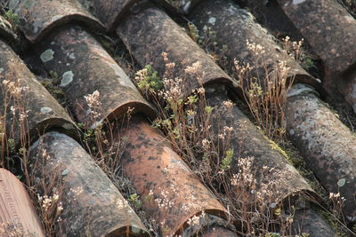 Full frame shot of roof