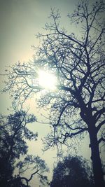 Low angle view of silhouette trees against clear sky