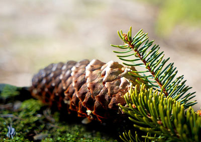 Close-up of pine cone on tree