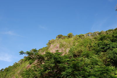 Low angle view of tree mountain against blue sky