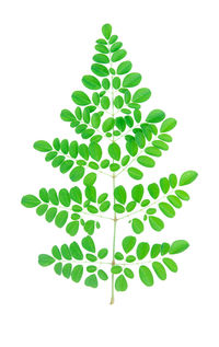 Close-up of green leaves against white background