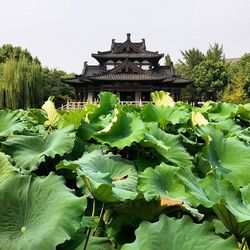 Plants growing on tree