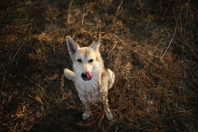 Portrait of dog standing on field