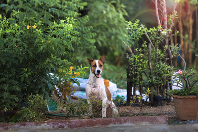 Portrait of a dog against plants