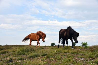 Horses standing in a field