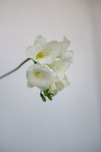 Close-up of white rose flower