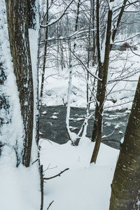 Bare trees on snow covered land