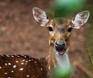 Close-up portrait of deer