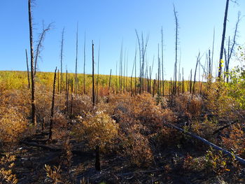 Plants growing on field against sky