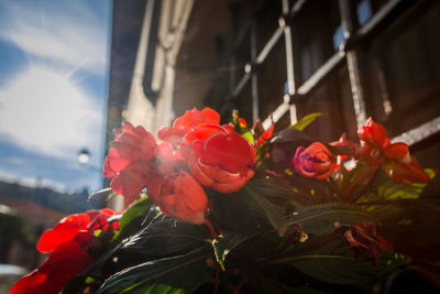 Close-up of red rose bouquet