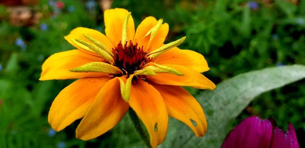 Close-up of yellow flower