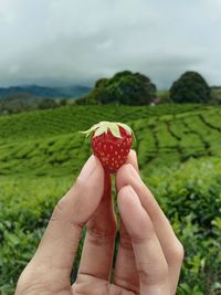 Holding a strawberry in a tea plantation in december