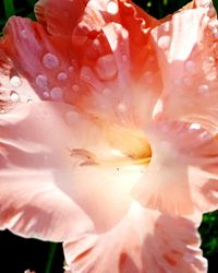 Macro shot of water drops on flower