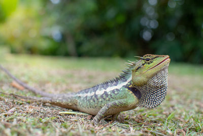 Close-up of lizard on field