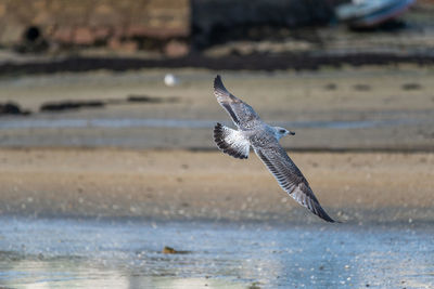 Seagull flying over sea