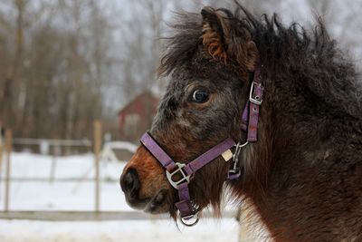 Portrait of a horse