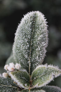 Close-up of cactus plant