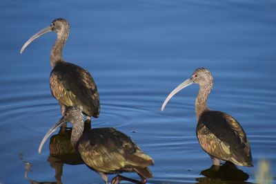 Birds on a lake