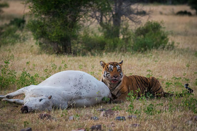 Cat resting on field