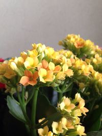 Close-up of yellow flowers blooming outdoors
