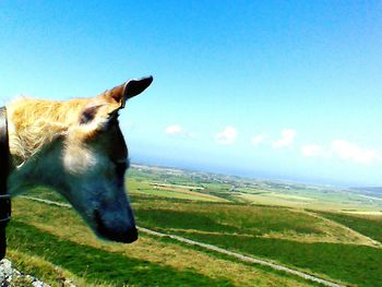 Dog standing on field against clear sky