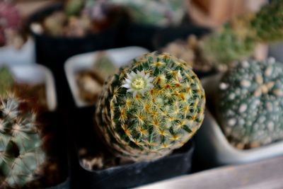 Close-up of cactus