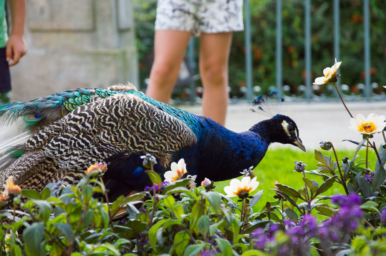 CLOSE-UP OF A HAND FEEDING BIRD