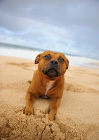 Portrait of dog sitting on sand at beach