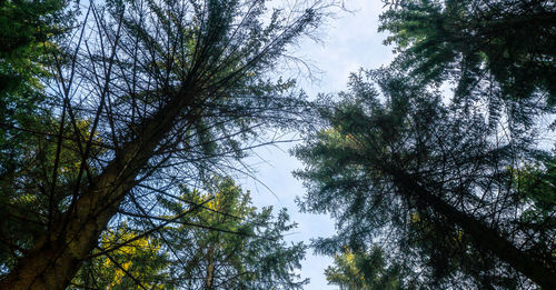 Low angle view of trees in forest