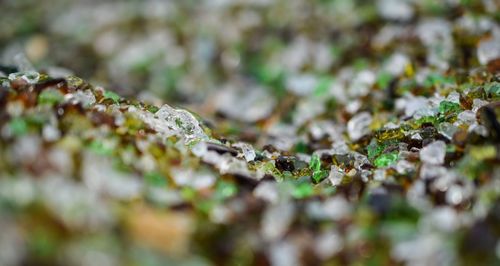 Close-up of plant against blurred background